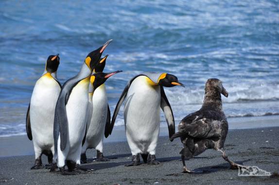 Pinguins rei observam um albatroz na praia de Gold Harbour, na Geórgia do Sul